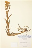 藏品(濕生千里光)的圖片